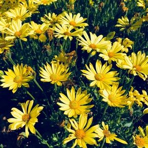 Meet your Posher, Fernanda